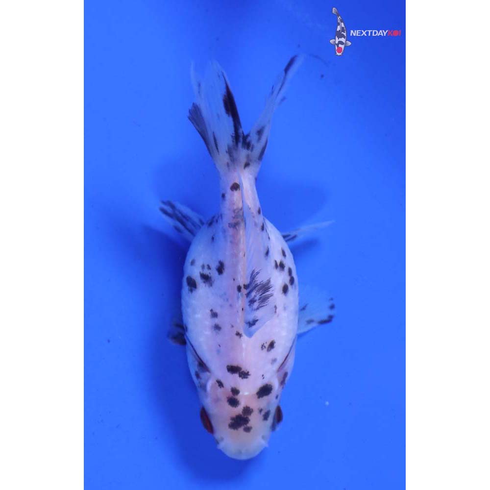 2.5” Imported Calico Pearlscale