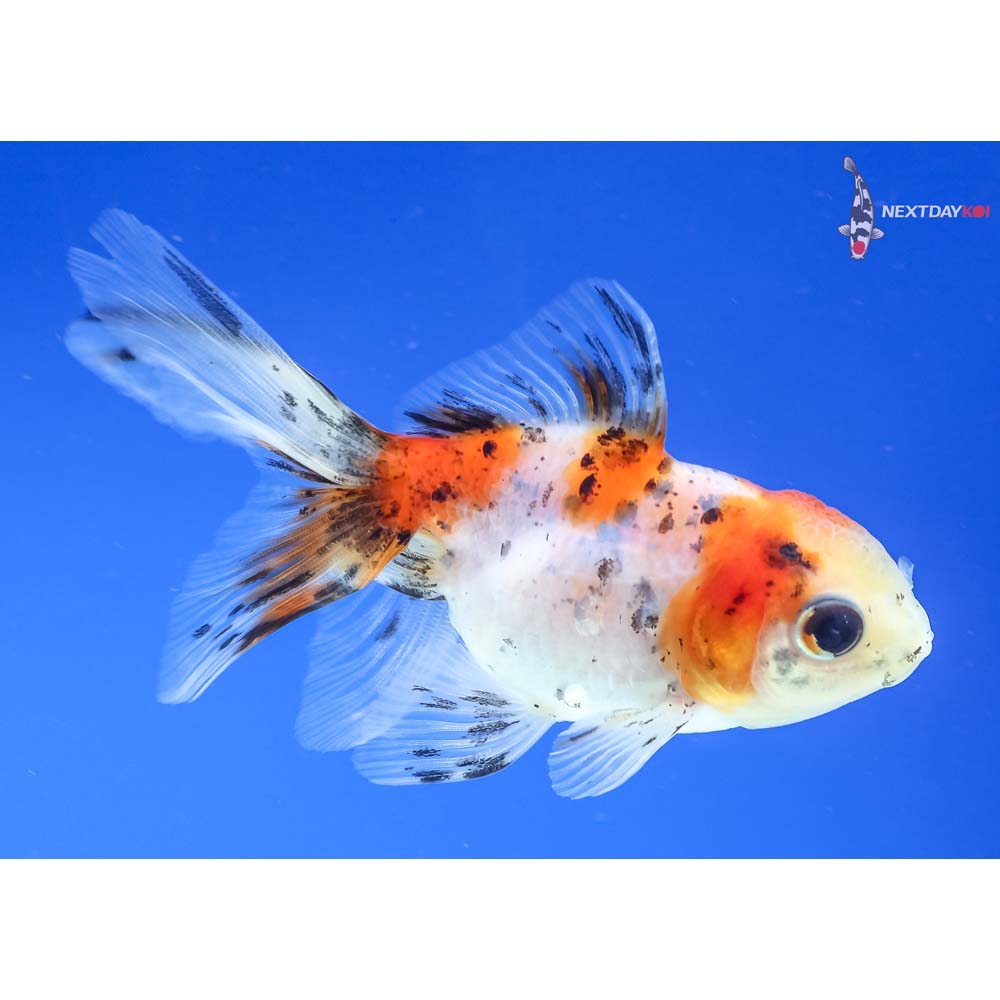 3” Imported Calico Oranda