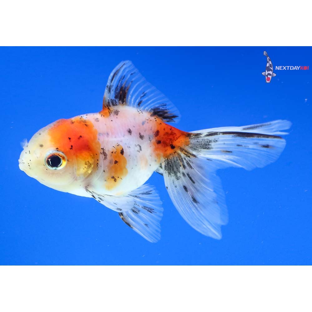 3” Imported Calico Oranda