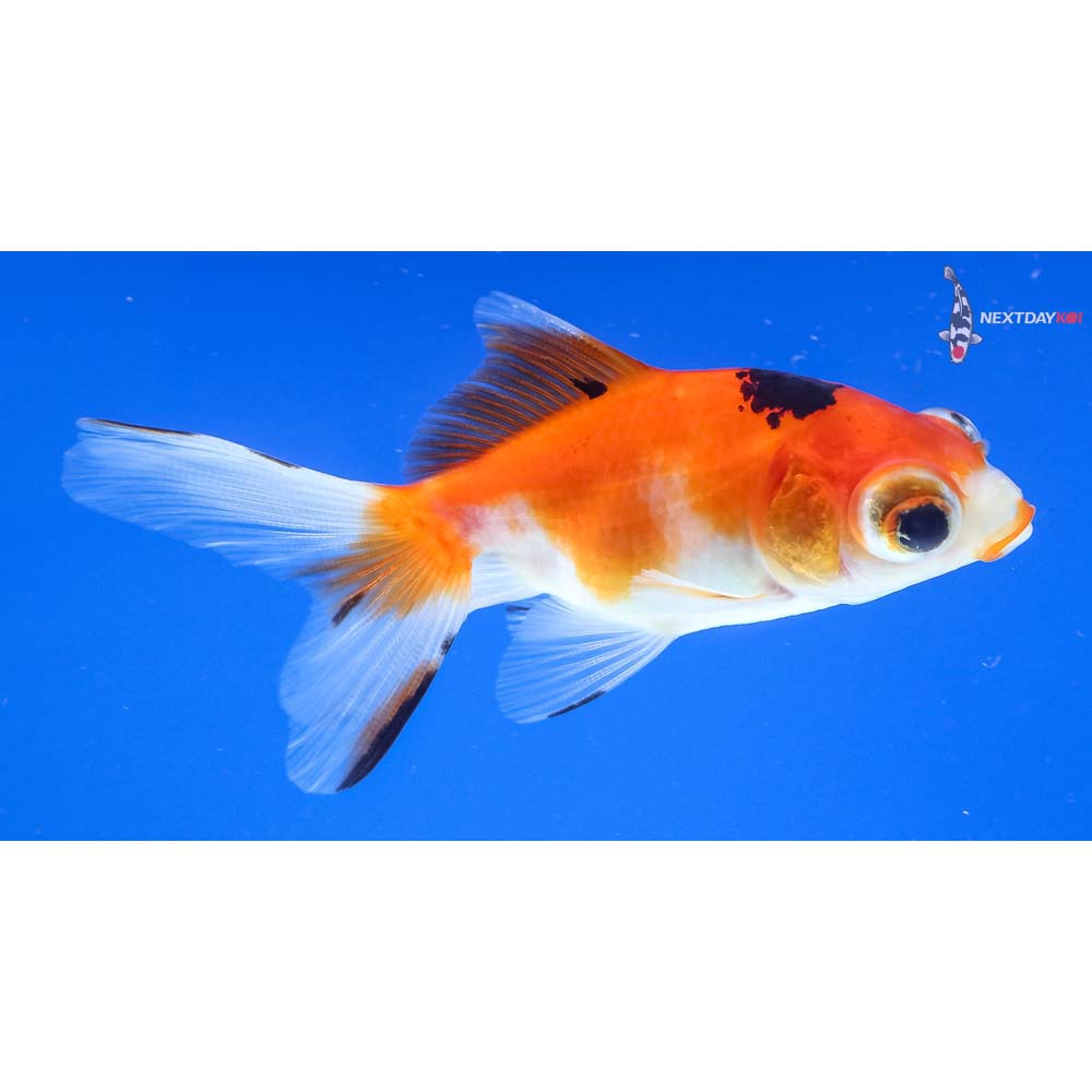 3” Imported Tri Color Telescope Fantail