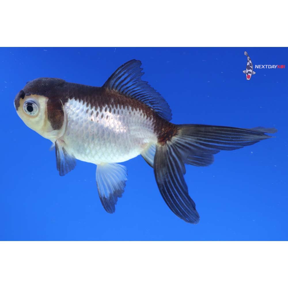 3.5” Imported Panda Oranda