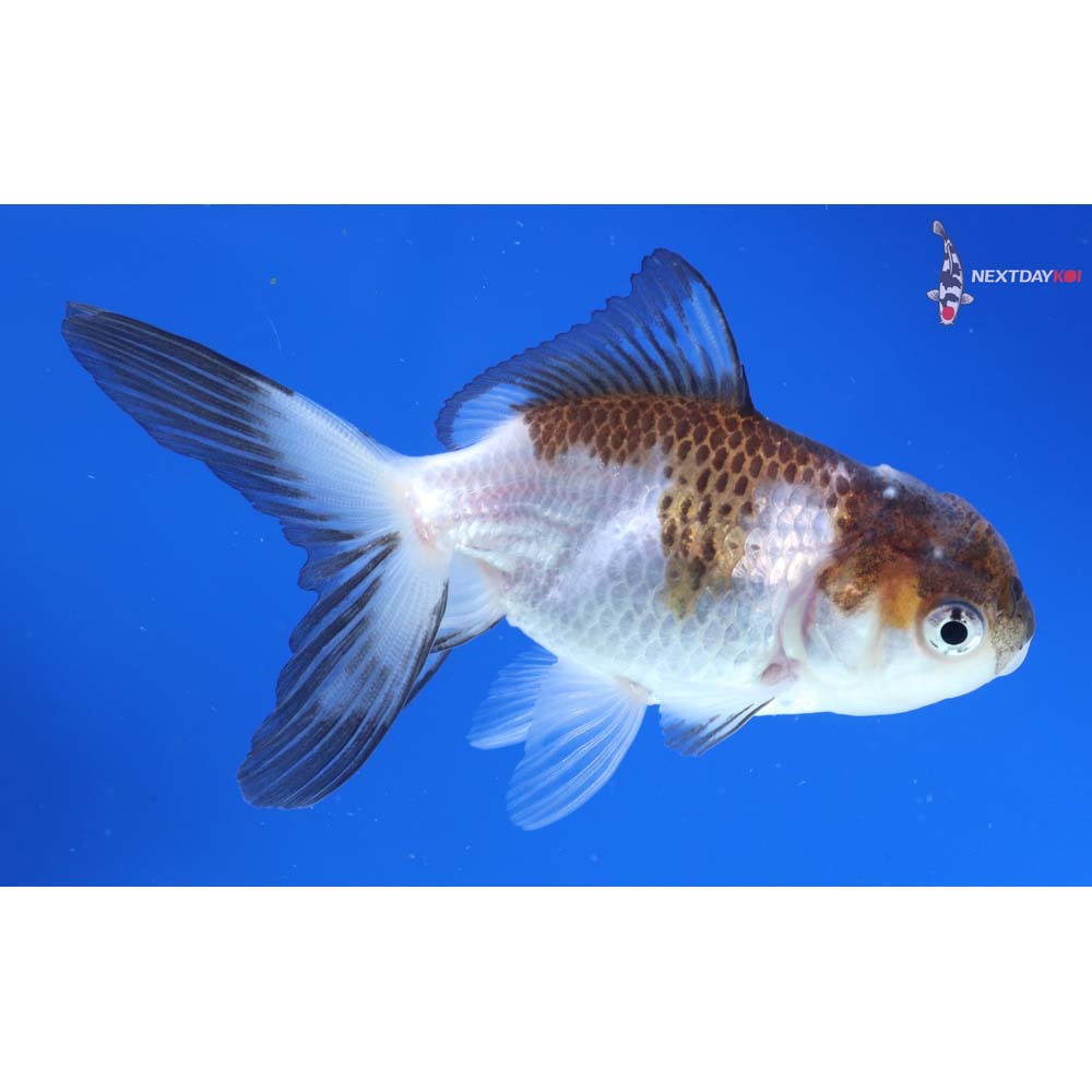 3.5” Imported Tri Color Panda Oranda