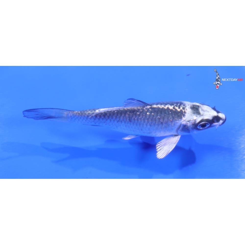 3.5” Imported Gin Matsuba