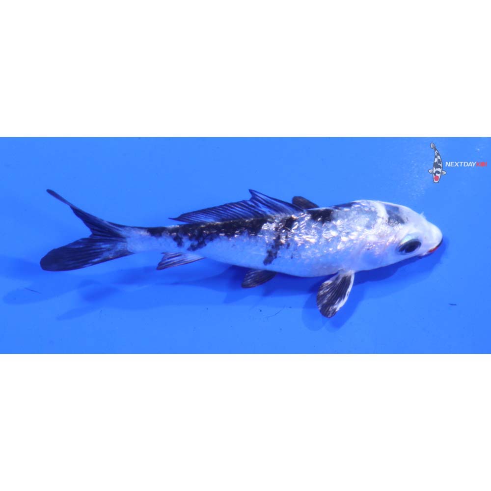 3.5” Imported Gin Rin Gin Shiro Bekko