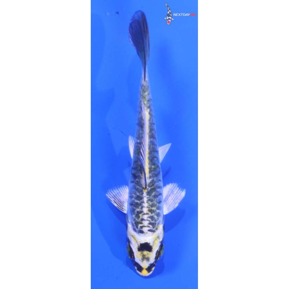 3.5” Imported Armor Scaled Kujaku