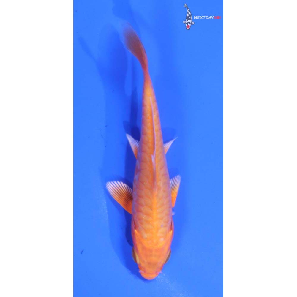 3.5” Imported Armor Scaled Orenji Ogon