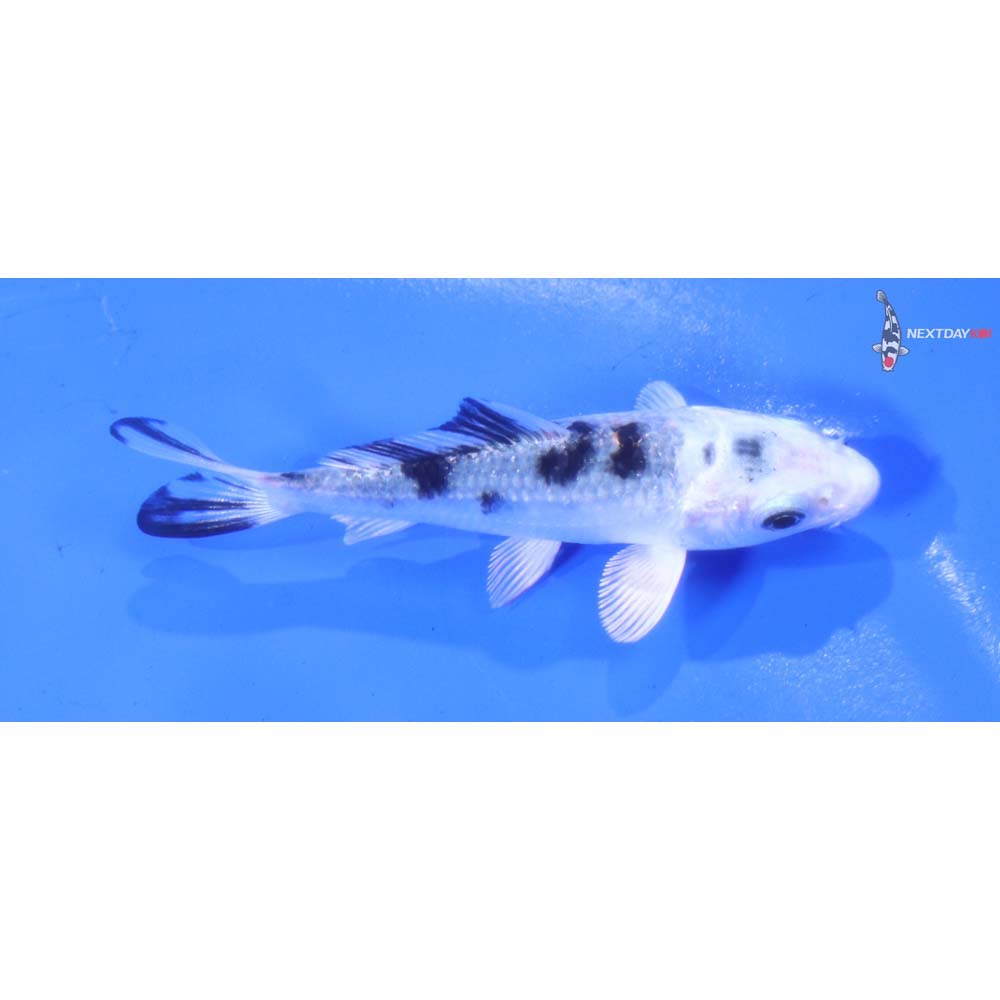 3” Imported Gin Shiro Bekko