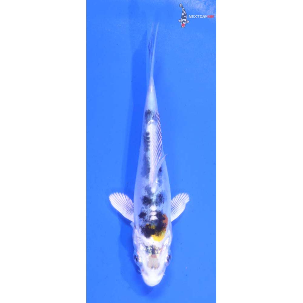 3.5” Imported Heisei Nishiki