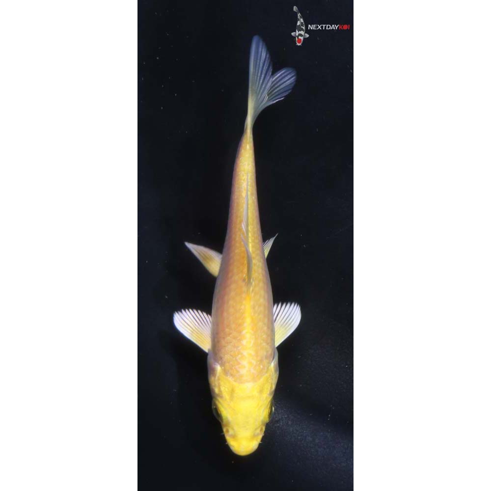 3.5” Imported Yamabuki Ogon