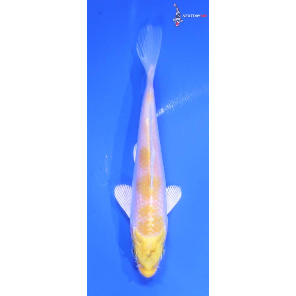 4” Imported Lemon Hariwake