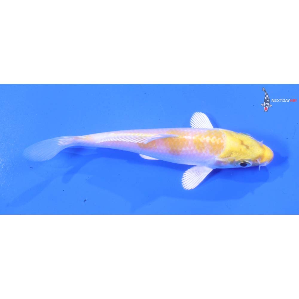 4” Imported Lemon Hariwake