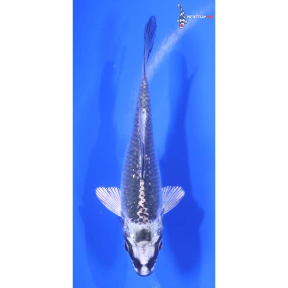 3.5” Imported Gin Matsuba