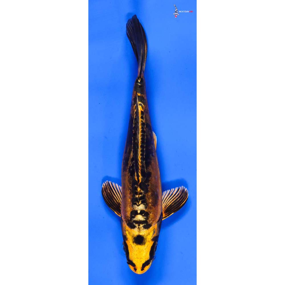 6” Imported Doitsu Orenji Matsuba