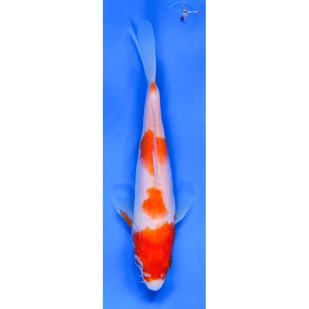 6” Imported Kohaku