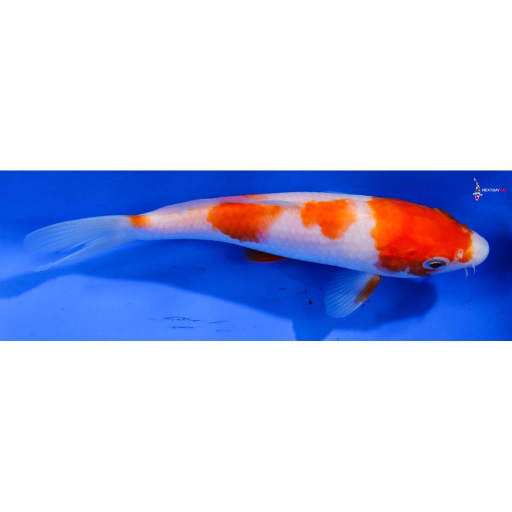 6” Imported Kohaku