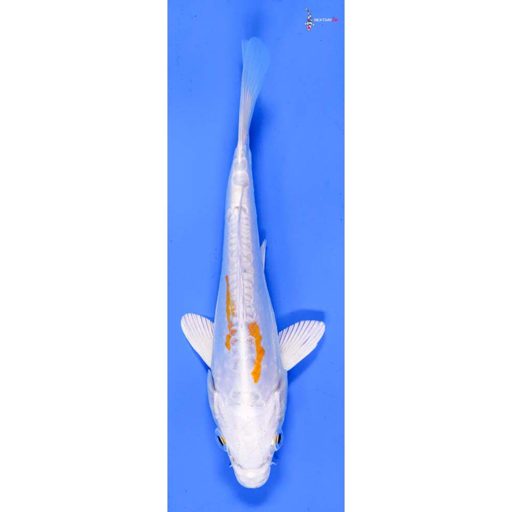 6” Imported Kikusui