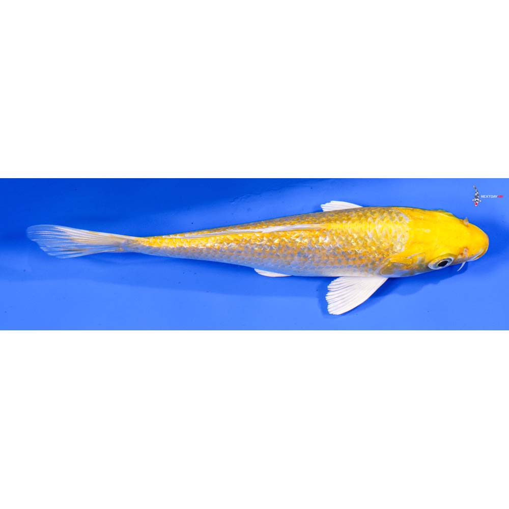 6.5” Imported Gin Rin Yamabuki Ogon