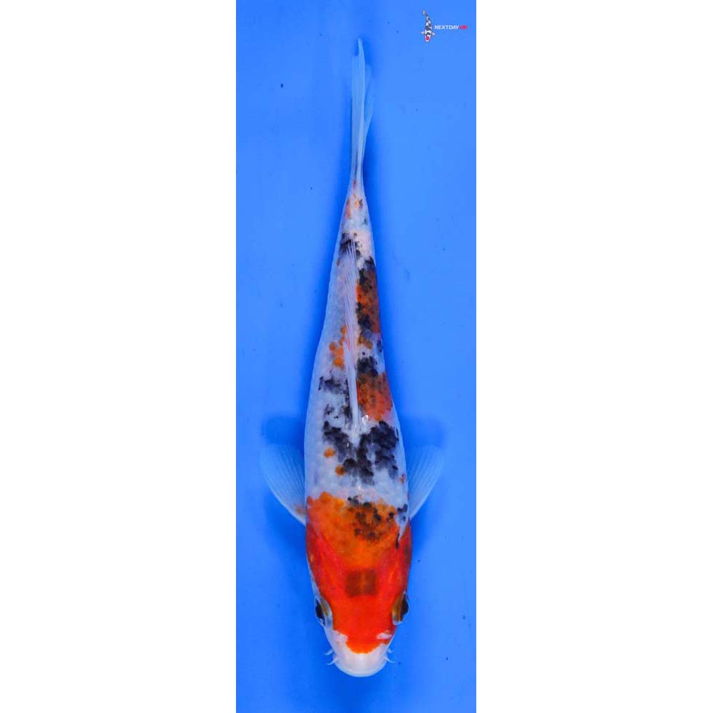 6.5” Imported Sanke