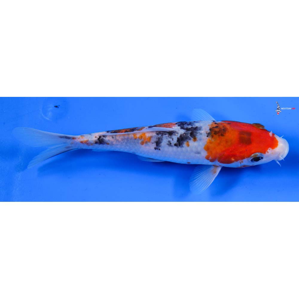 6.5” Imported Sanke