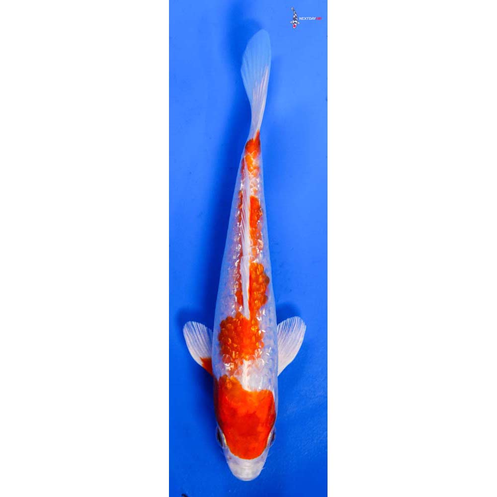 6.5” Imported Gin Rin Hariwake