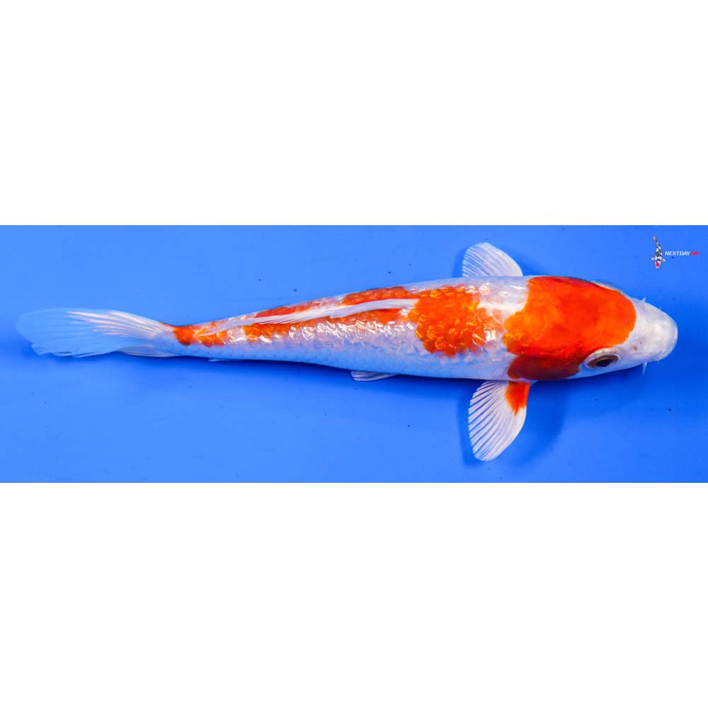 6.5” Imported Gin Rin Hariwake