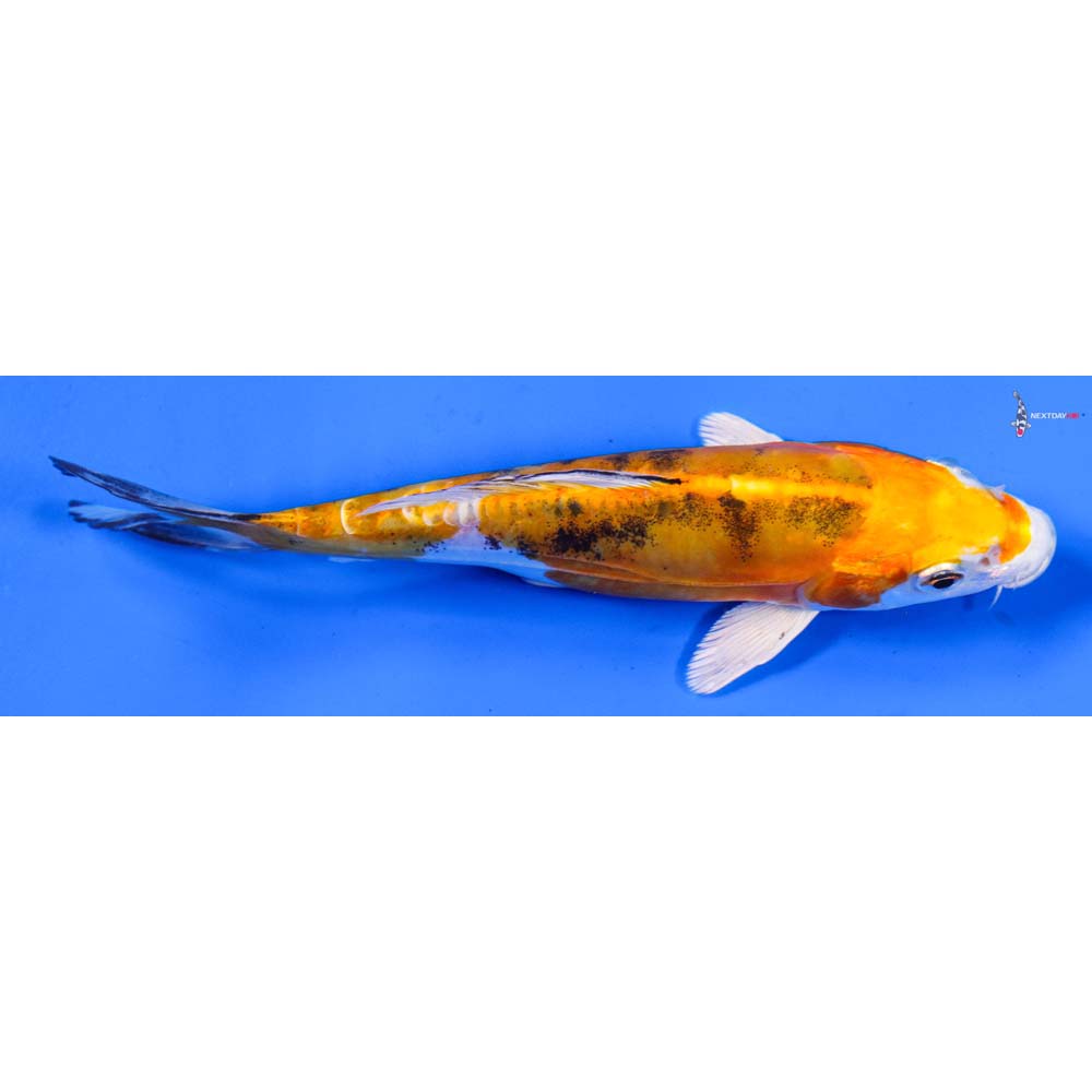 6.5” Imported Heisei Nishiki