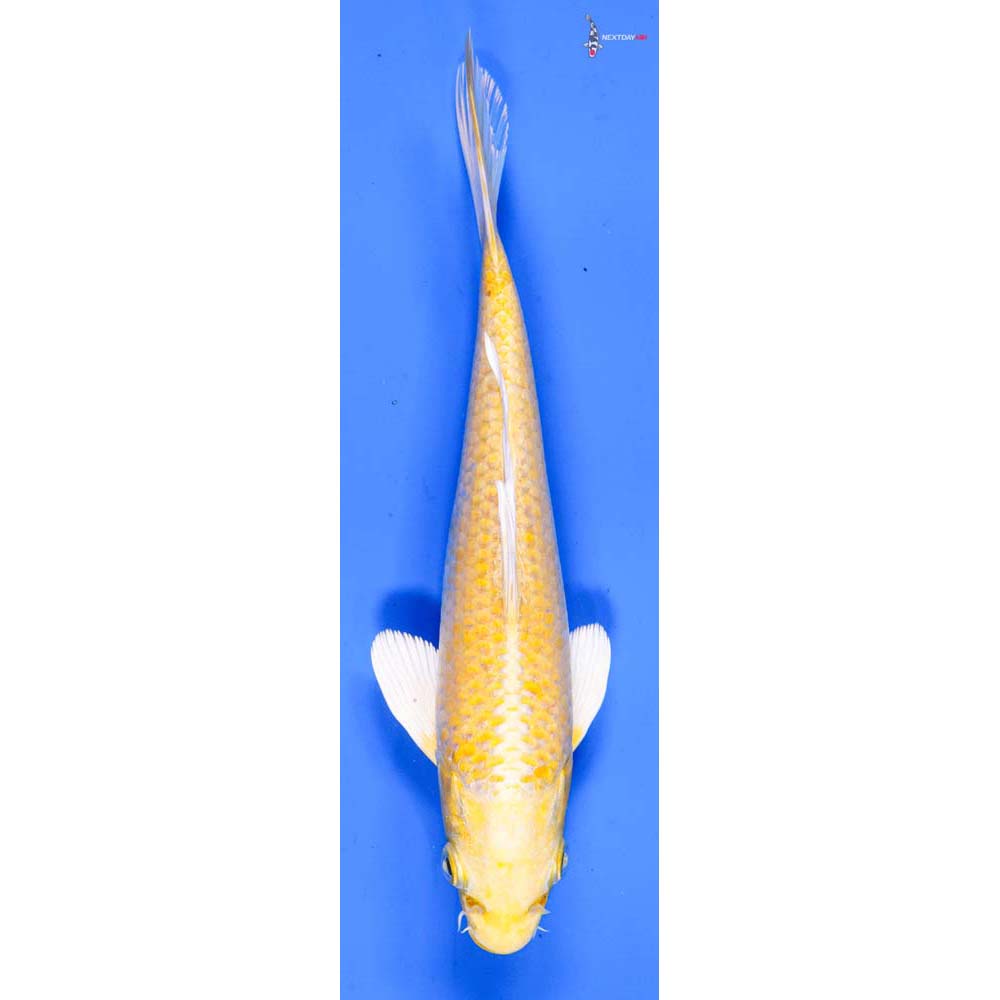 7” Imported Yamabuki Ogon