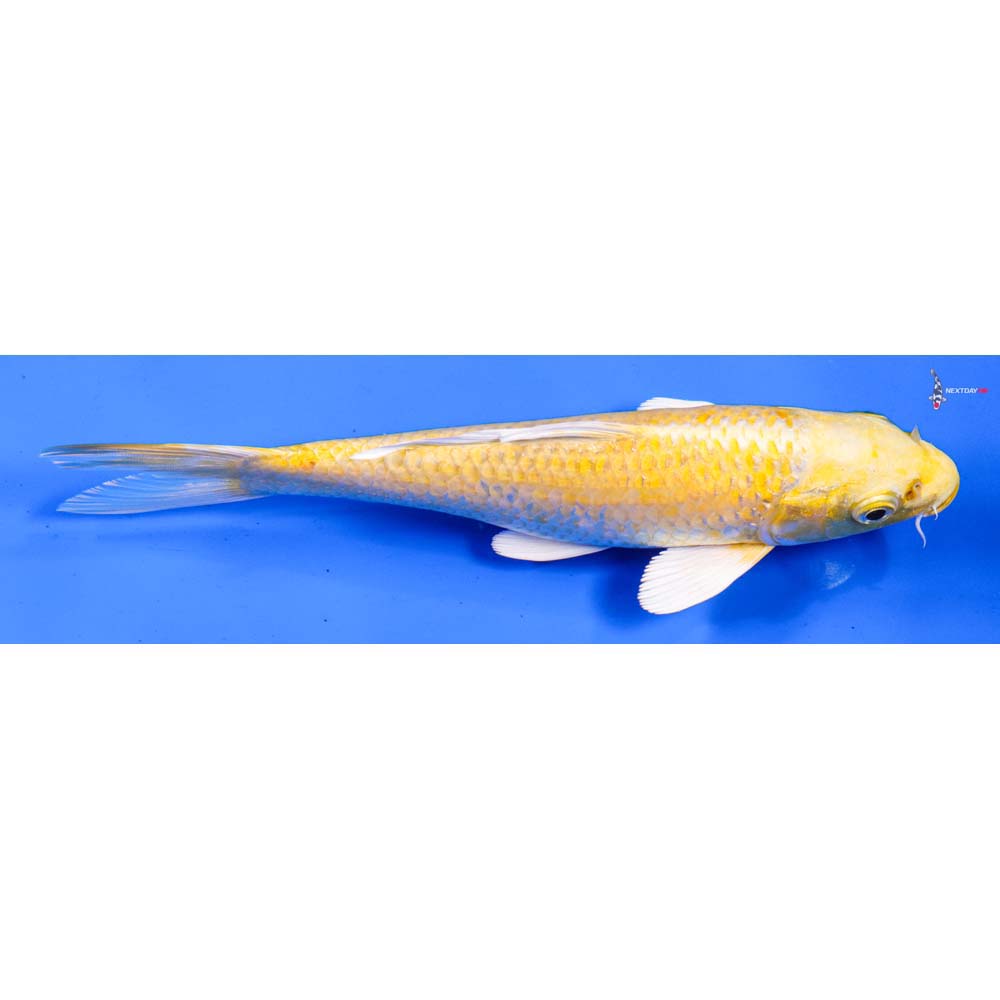 7” Imported Yamabuki Ogon