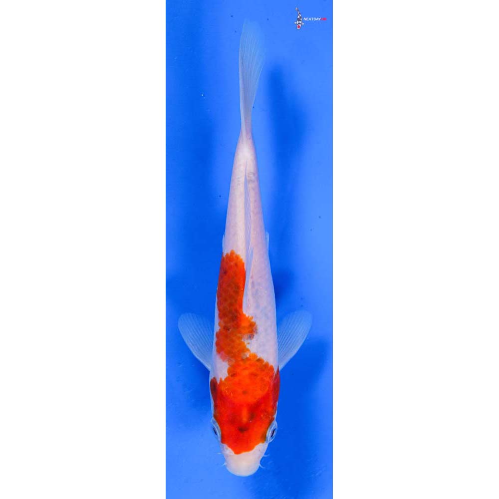 7” Imported Goromo