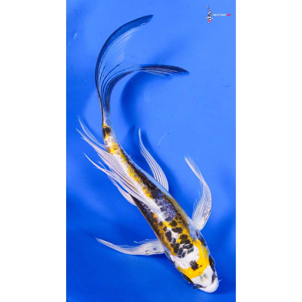 7” Imported Doitsu Kujaku Butterfly Koi