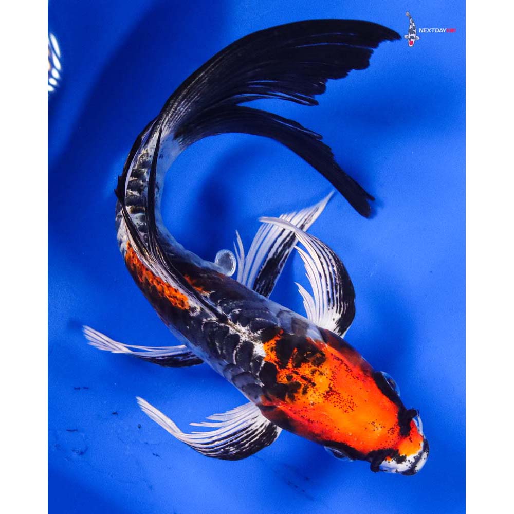 7” Imported Armor Scaled Kujaku Butterfly Koi