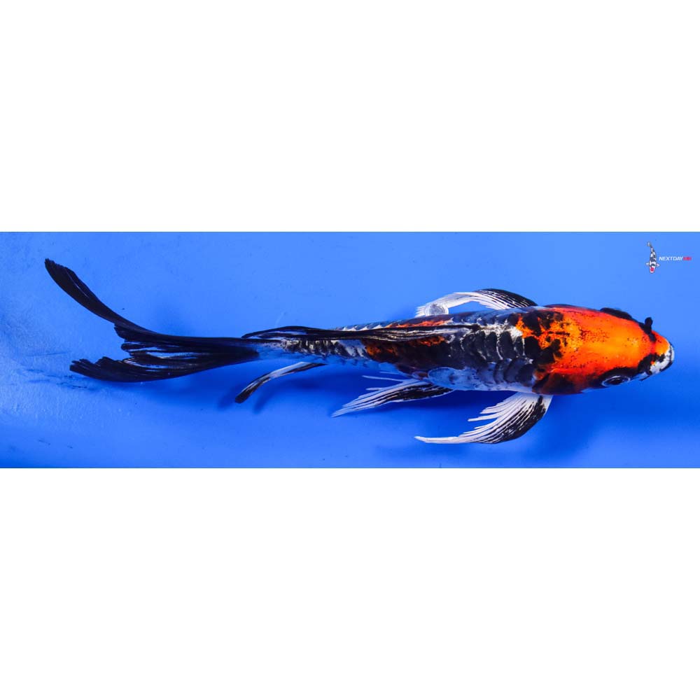 7” Imported Armor Scaled Kujaku Butterfly Koi