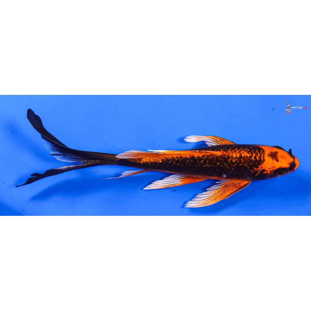 7” Imported Gin Rin Orenji Matsuba Butterfly Koi