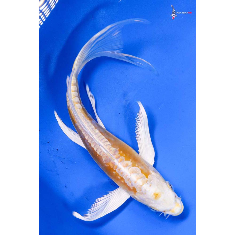 7” Imported Doitsu Lemon Hariwake Butterfly Koi