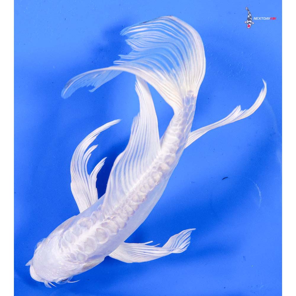 7.5” Imported Doitsu Platinum Ogon Butterfly Koi