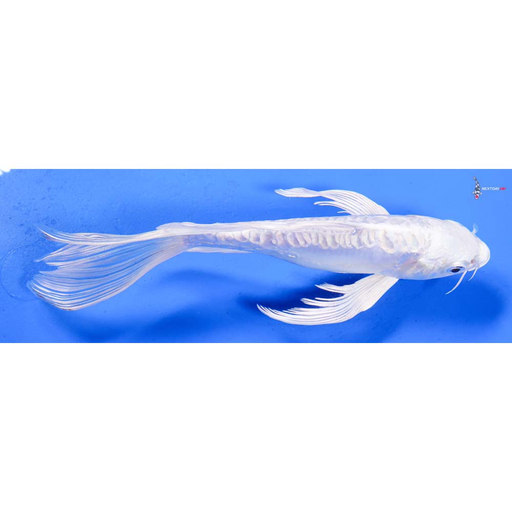 7.5” Imported Doitsu Platinum Ogon Butterfly Koi