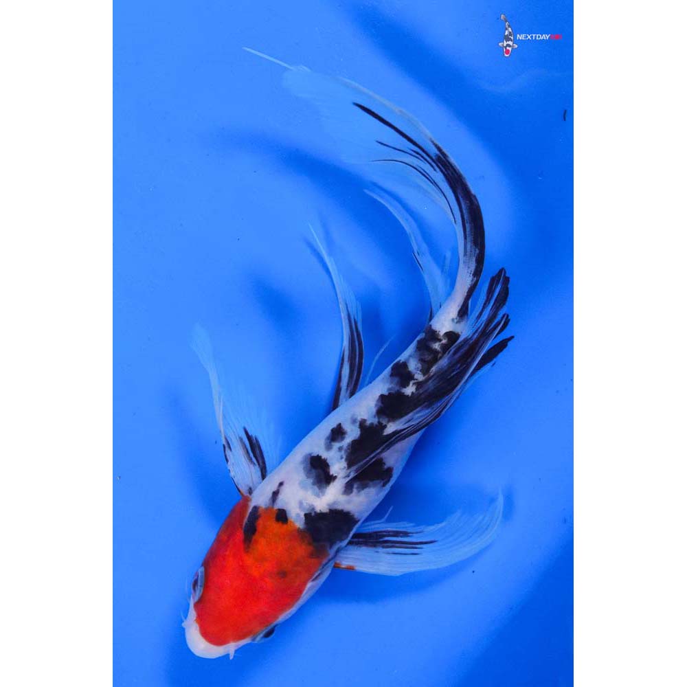 7.5” Imported Sanke Butterfly Koi