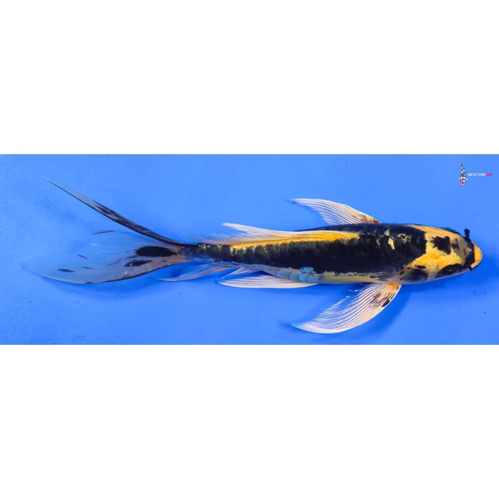 8” Imported Kin Kikokuryu Butterfly Koi