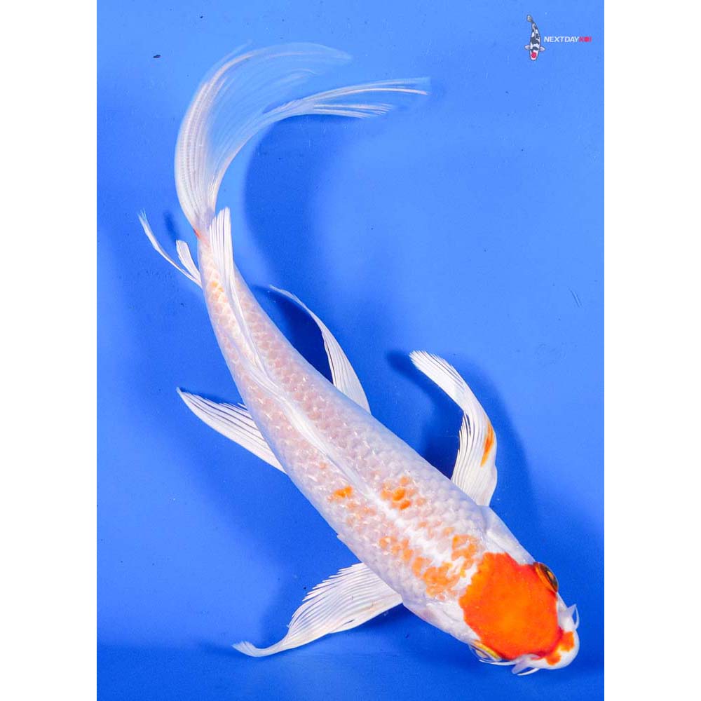 8” Imported Hariwake Butterfly Koi