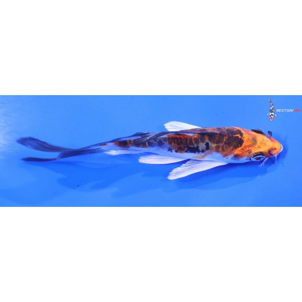 4.5” Imported Doitsu Kujaku Butterfly Koi