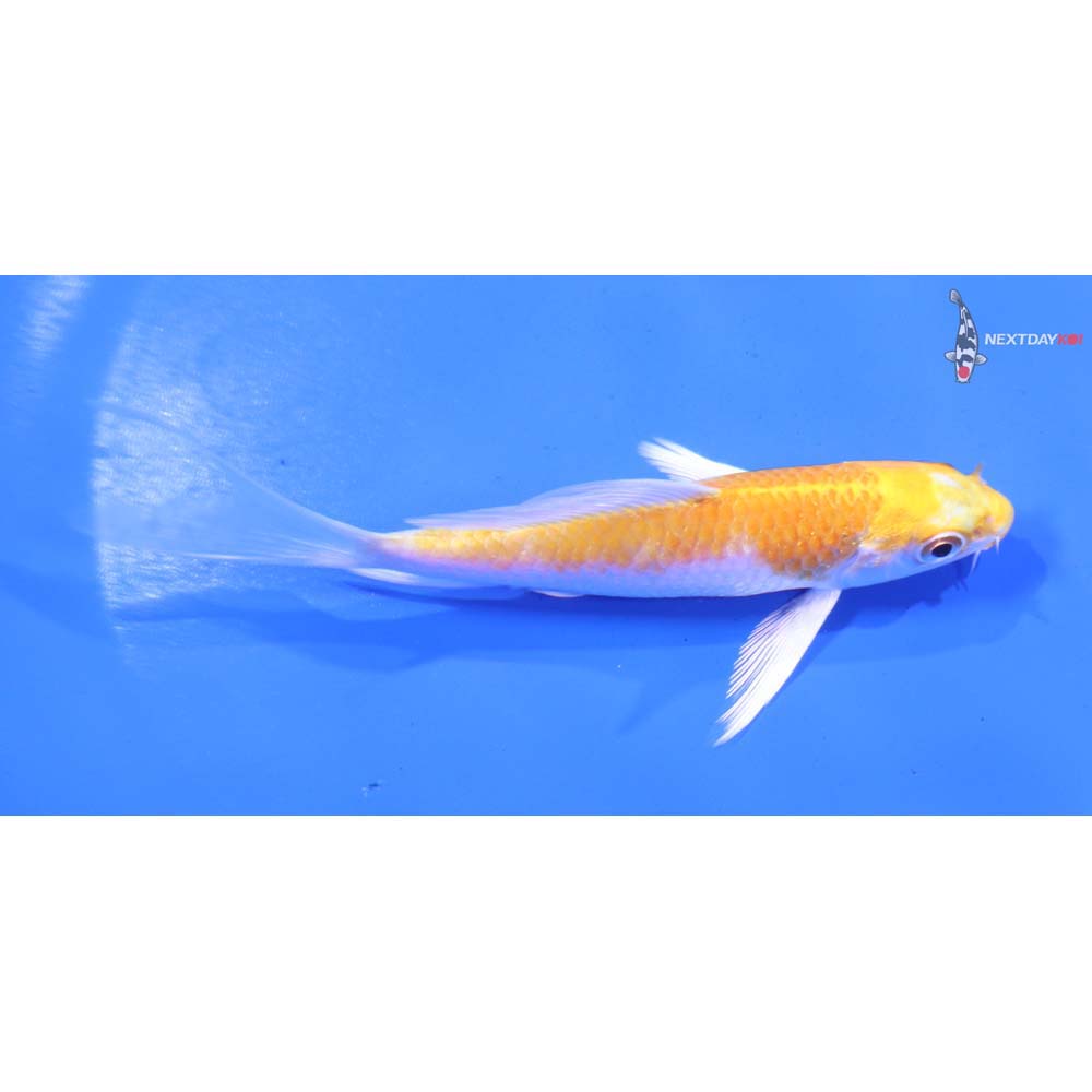 4.5” Imported Lemon Hariwake Butterfly Koi