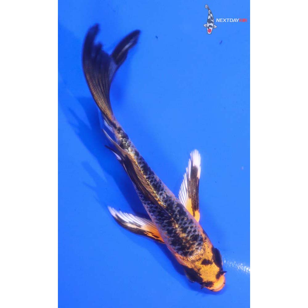 4.5” Imported Aka Bekko Butterfly Koi