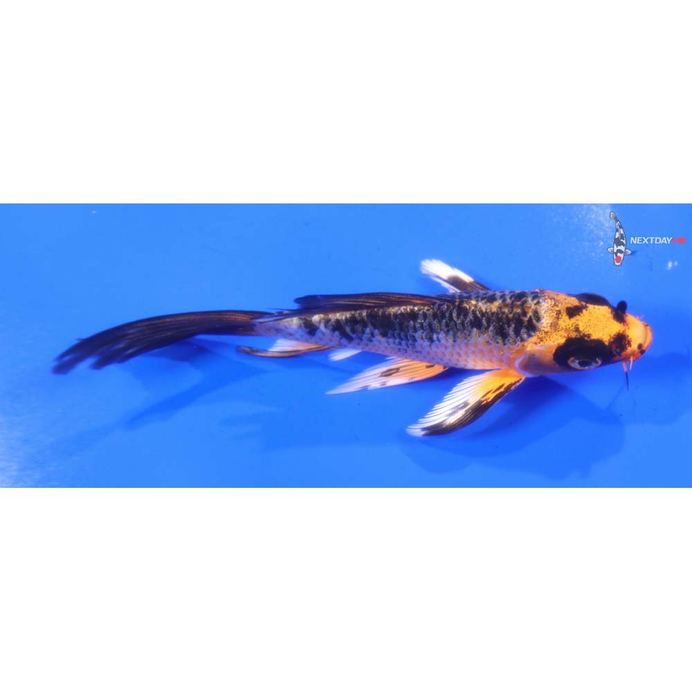 4.5” Imported Aka Bekko Butterfly Koi