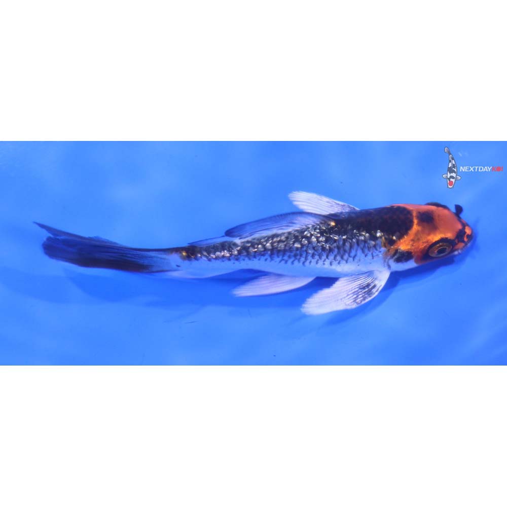 4” Imported Gin Rin Kujaku Butterfly Koi