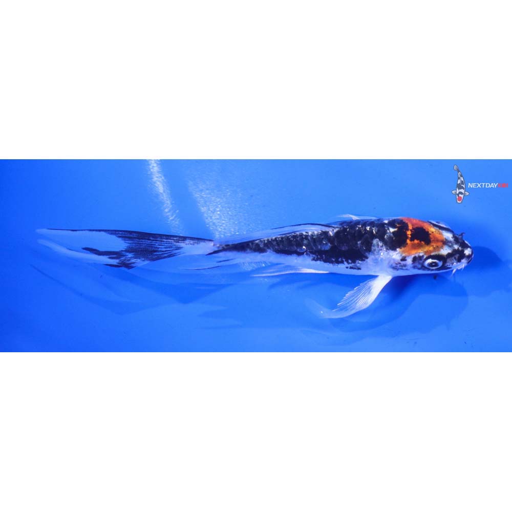 4.5” Imported Kin Kikokuryu Butterfly Koi