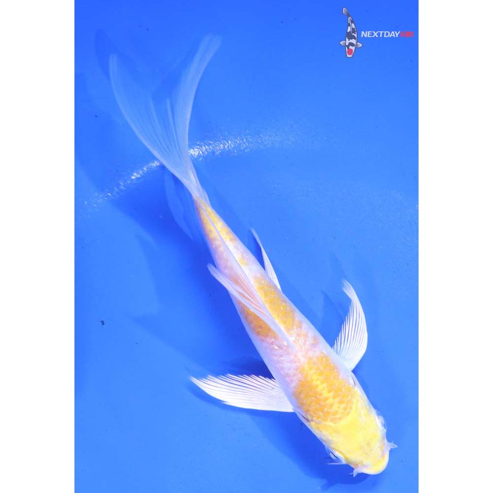 4.5” Imported Lemon Hariwake Butterfly Koi