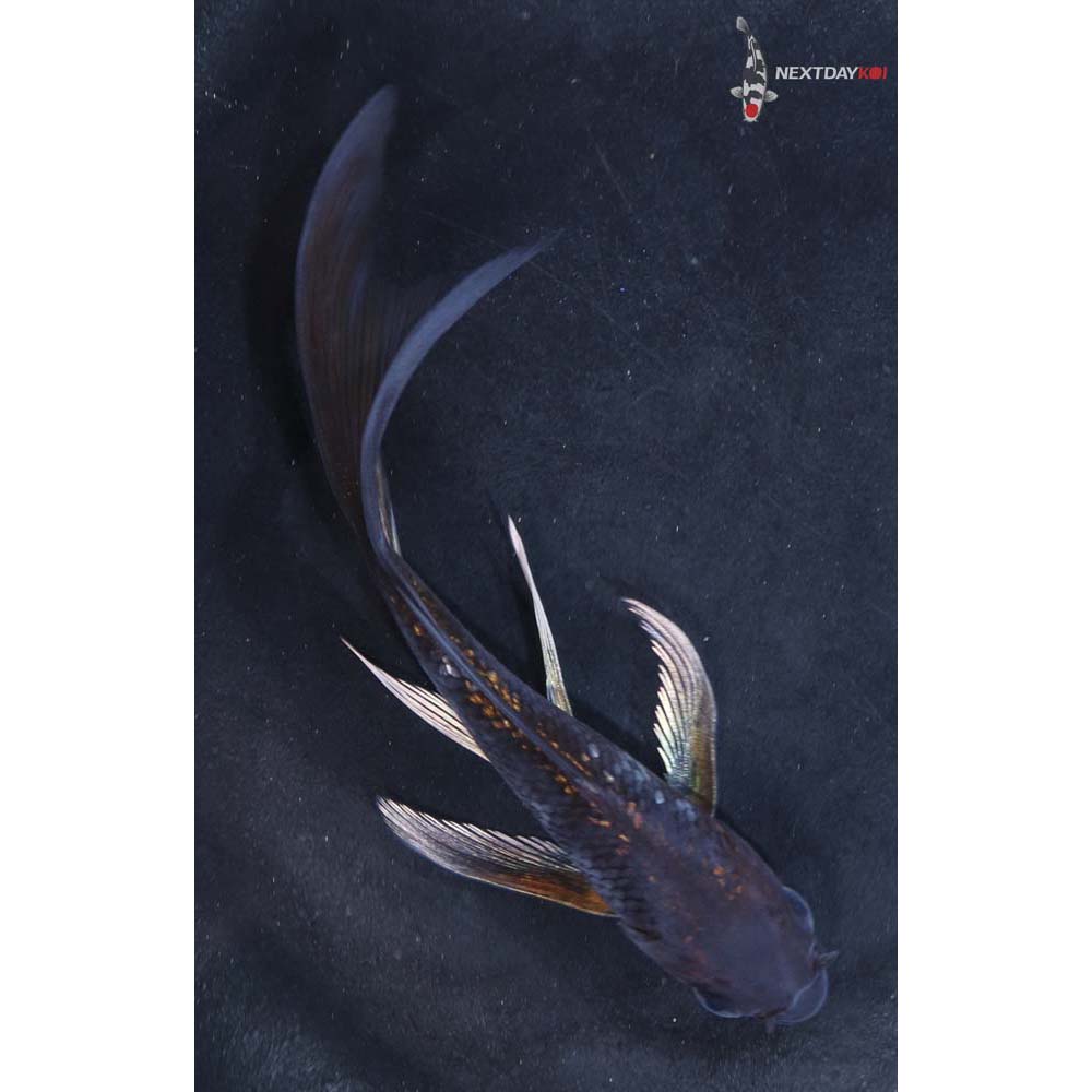 4.5” Imported Ochiba Shigure Butterfly Koi