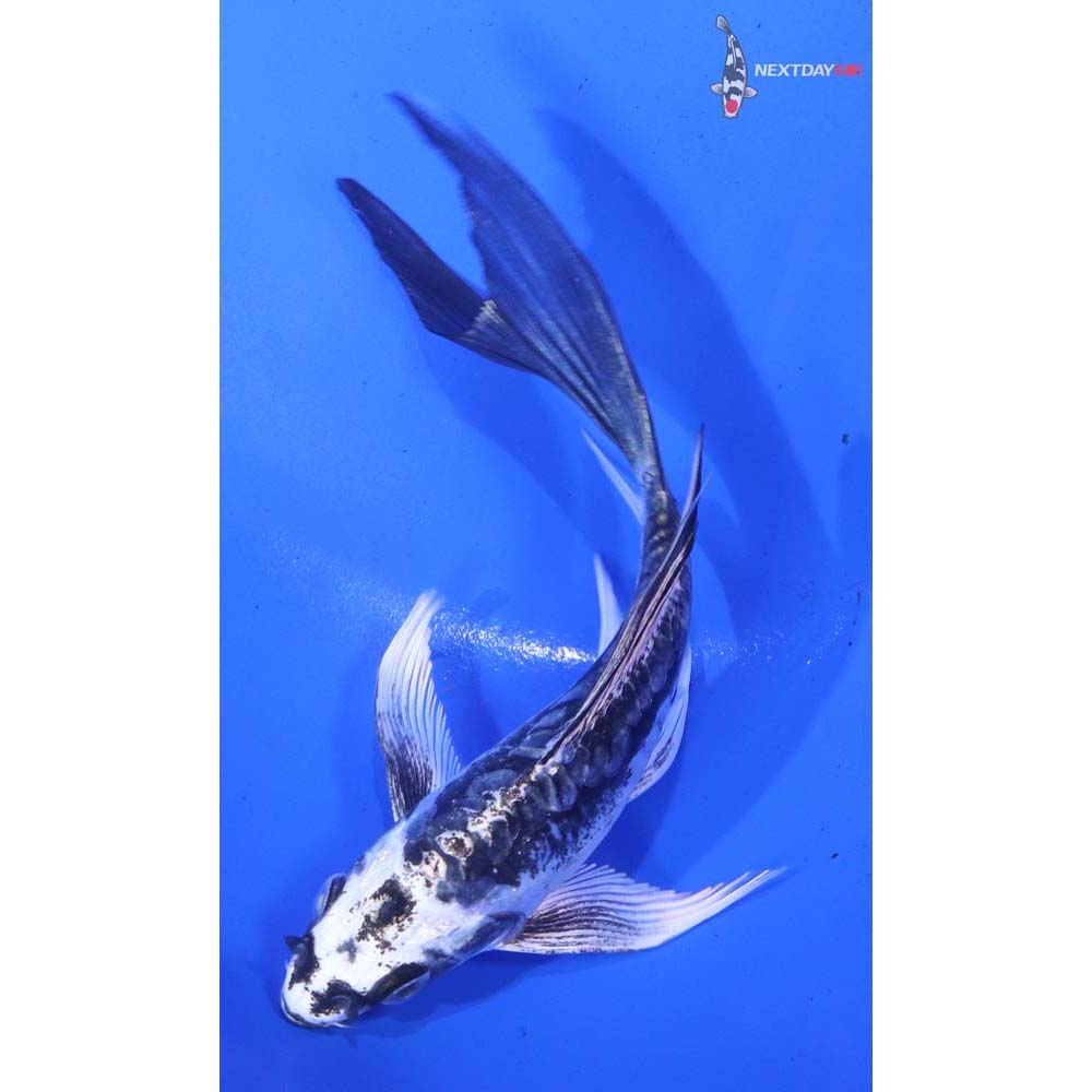 5” Imported Kikokuryu Butterfly Koi