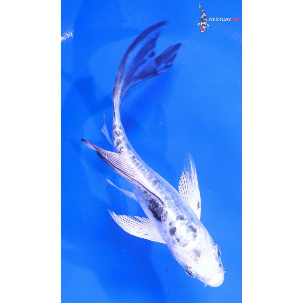 5” Imported Armor Scaled Gin Shiro Bekko Butterfly Koi