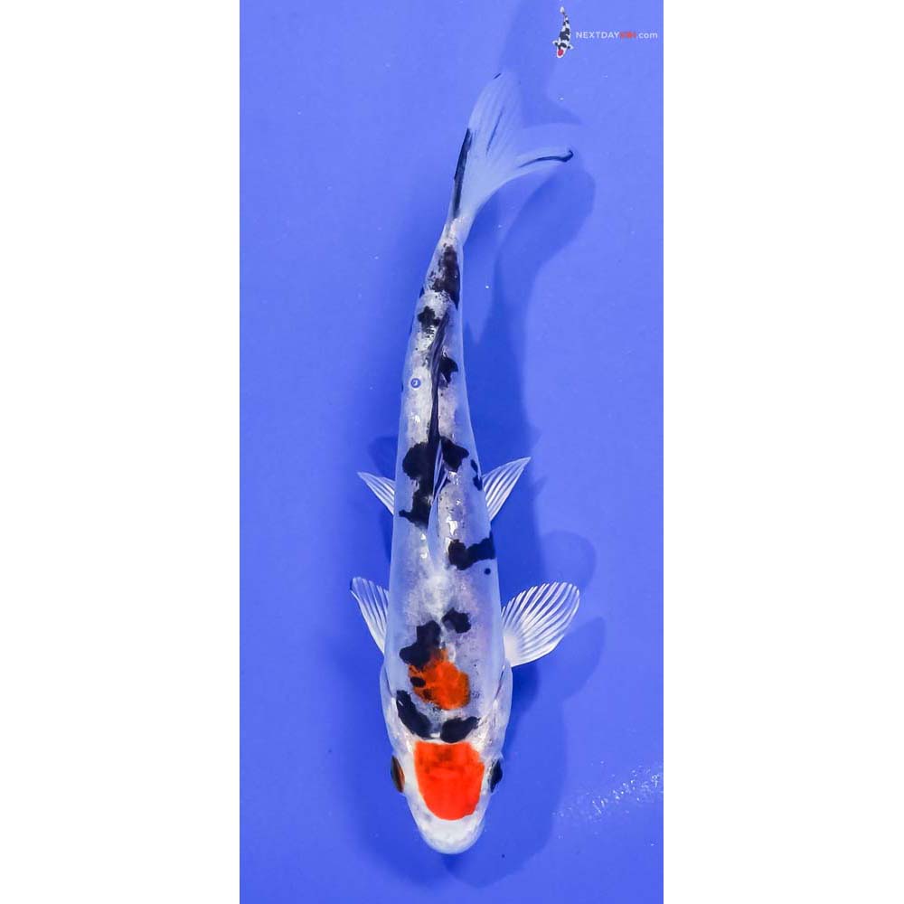 5” Imported Heisei Nishiki